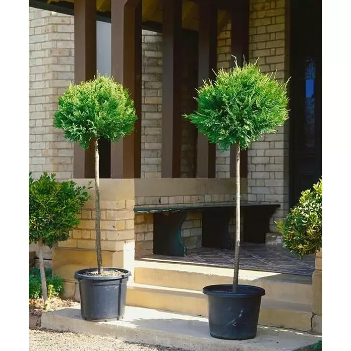 Ciprés común - Cupressocyparis leylandii, Tamaño de maceta: 4 l - Foto ambiente