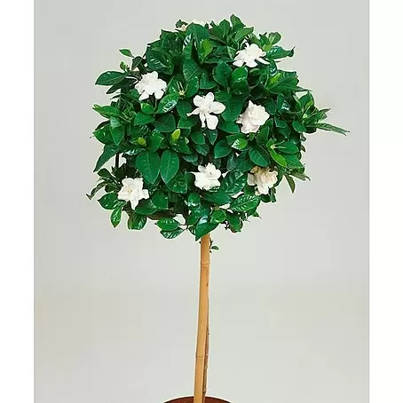 Gardenia