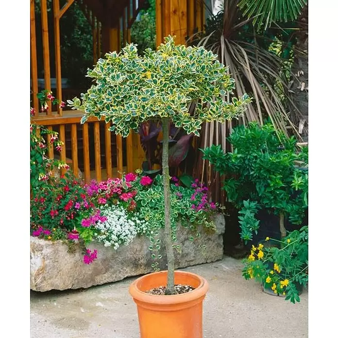 Acebo - Ilex aquifolium, Tamaño de maceta: 3 cm, Rojo - Foto ambiente