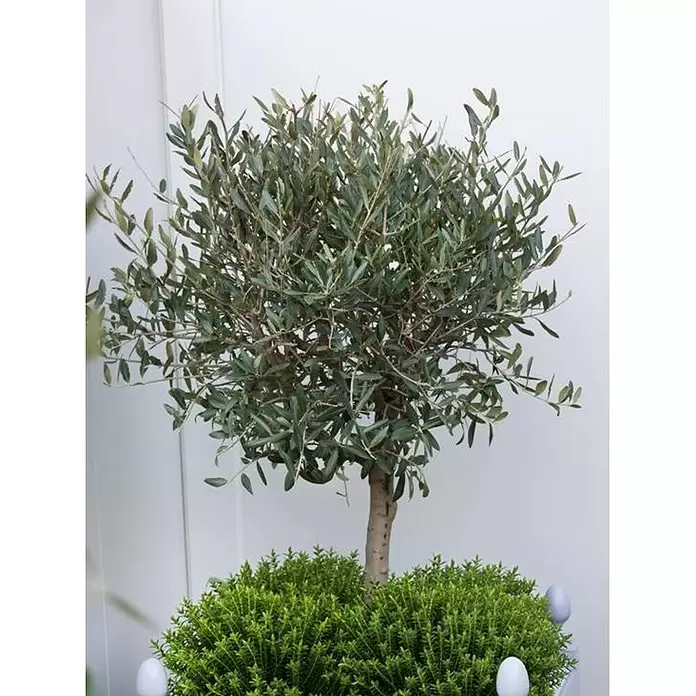 Olivo - Olea europaea, Tamaño de maceta: 20 cm - Foto ambiente