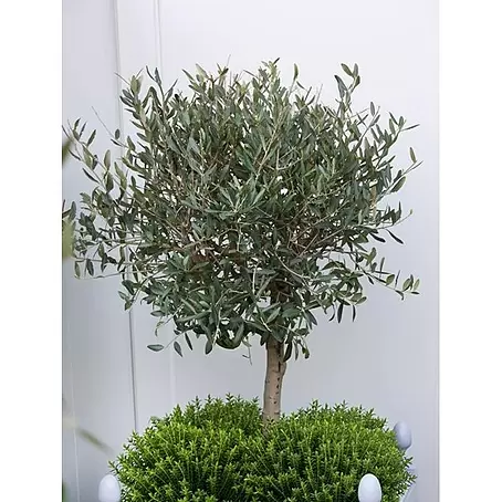 Olivo