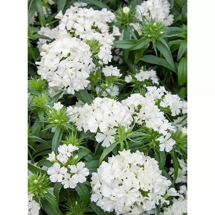 Clavel del poeta - Dianthus, Tamaño de maceta: 10 cm - Primer plano