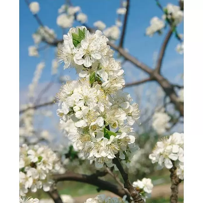 Cerezo silvestre - Prunus avium, Tamaño de maceta: 22 cm - Primer plano