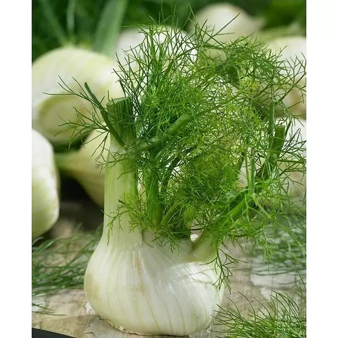 Hinojo - Foeniculum vulgare, Tamaño de maceta: 12 cm - Foto ambiente