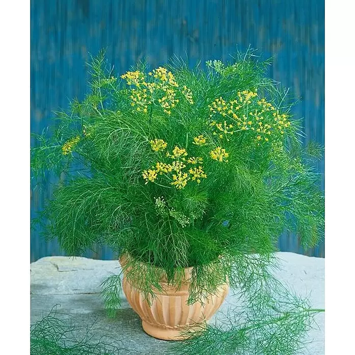 Hinojo - Foeniculum vulgare, Tamaño de maceta: 12 cm - Foto ambiente