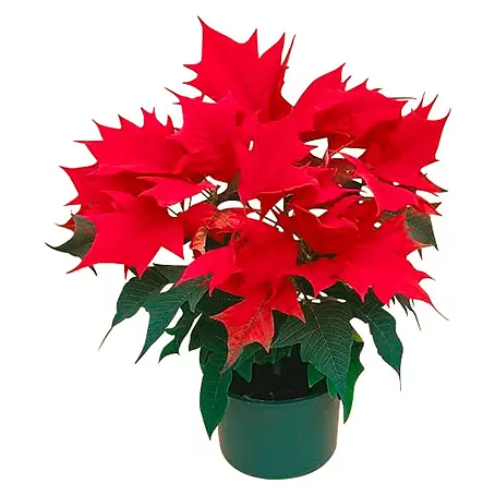 Flor de Pascua