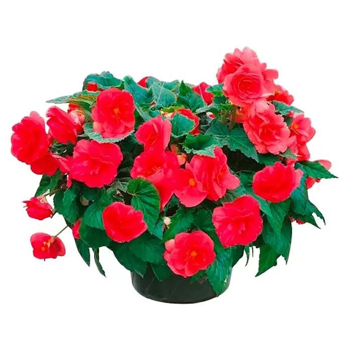 Begonia - Begonia Hybrida, Tamaño de maceta: 12 cm, En función de la variedad - Vista frontal