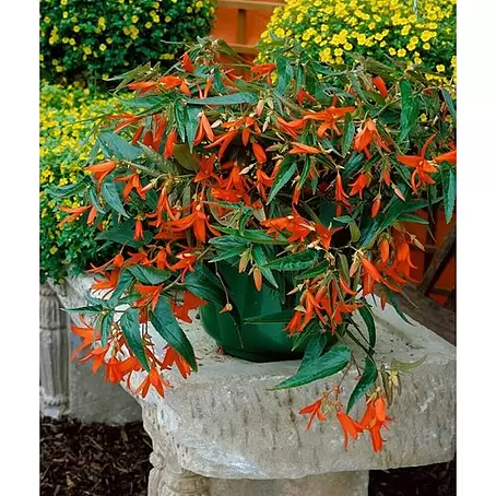 Begonia