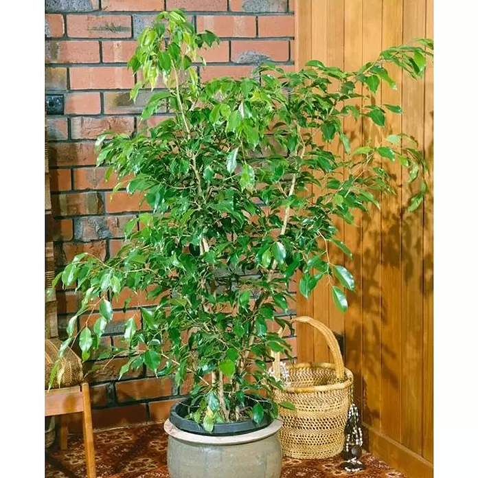 Ficus benjamina - Ficus benjamina Twilight, Tamaño de maceta: 14 cm - Foto ambiente
