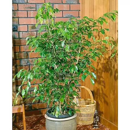 Ficus benjamina