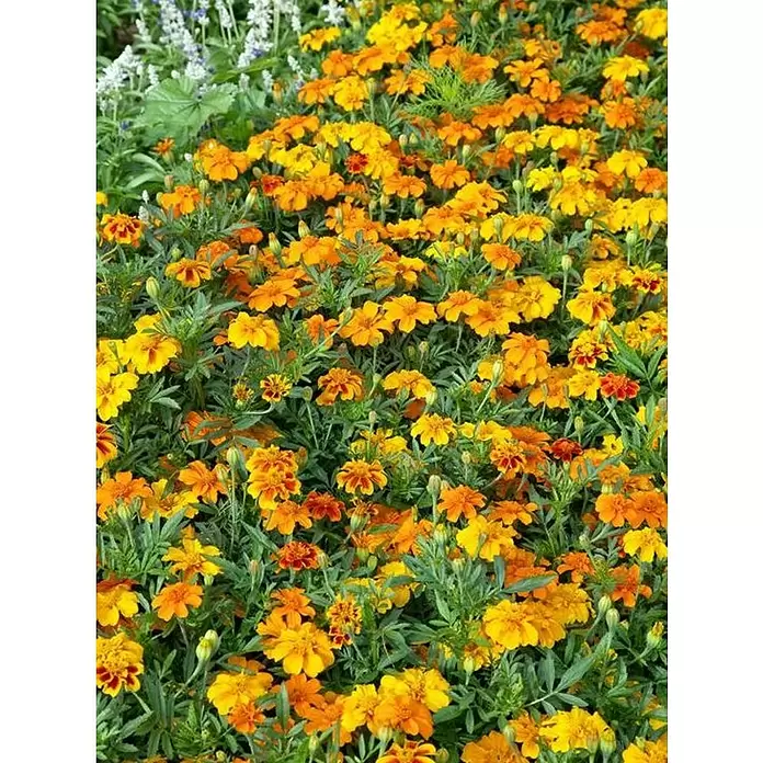 Tagetes limón - Tagetes solena, Tamaño de maceta: 10 cm - Primer plano