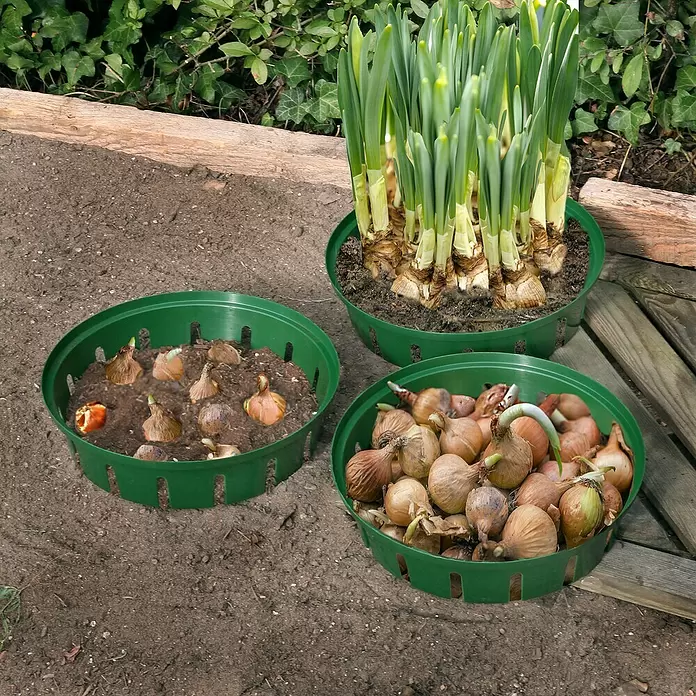 Floraworld Blumenzwiebel-Pflanzschale - Durchmesser: 30 cm, Kunststoff - Anwendungsbeispiel