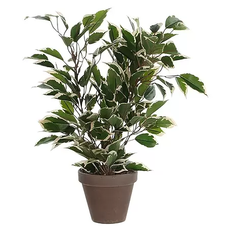 Planta artificial Ficus Natasja