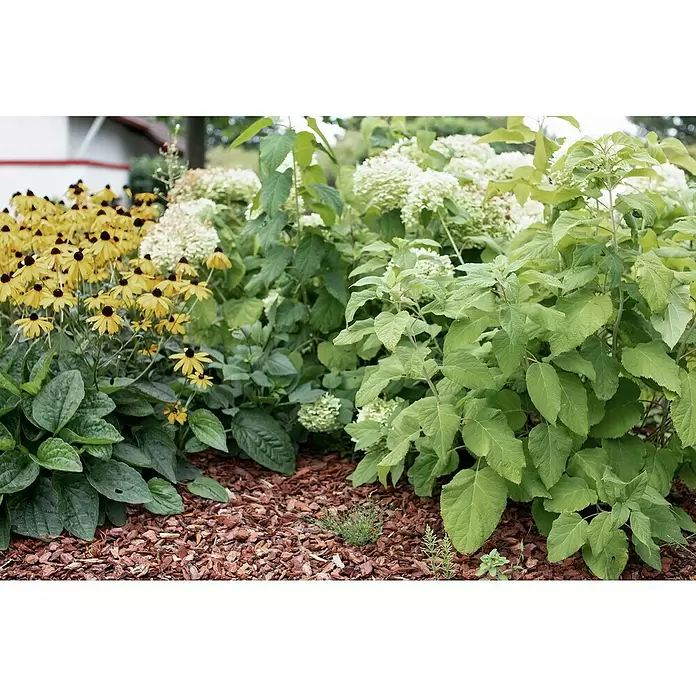 Prestohum Dekor-Mulch Pinien-Rinde - 60 l, 20 mm - 40 mm, Braun - Stimmungsaufnahme