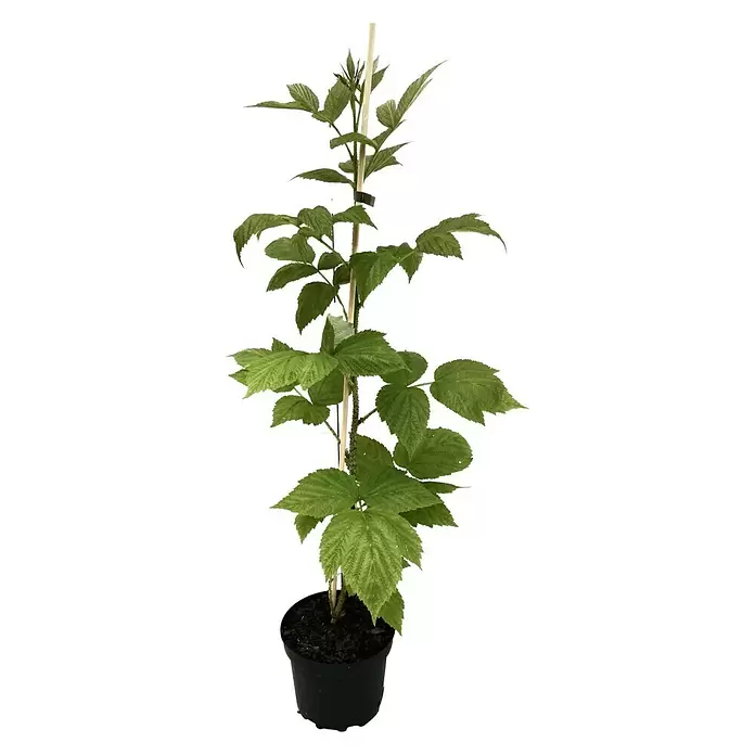 Himbeere - Rubus idaeus, Topfvolumen: 2,5 l, Erntezeit: Juni - Juli - Vorderansicht