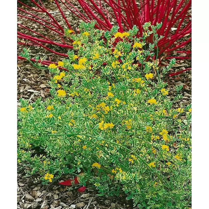 Coronilla - Coronilla Glauca, Tamaño de maceta: 5 cm - Primer plano
