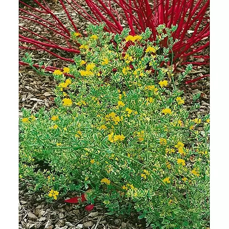 Coronilla