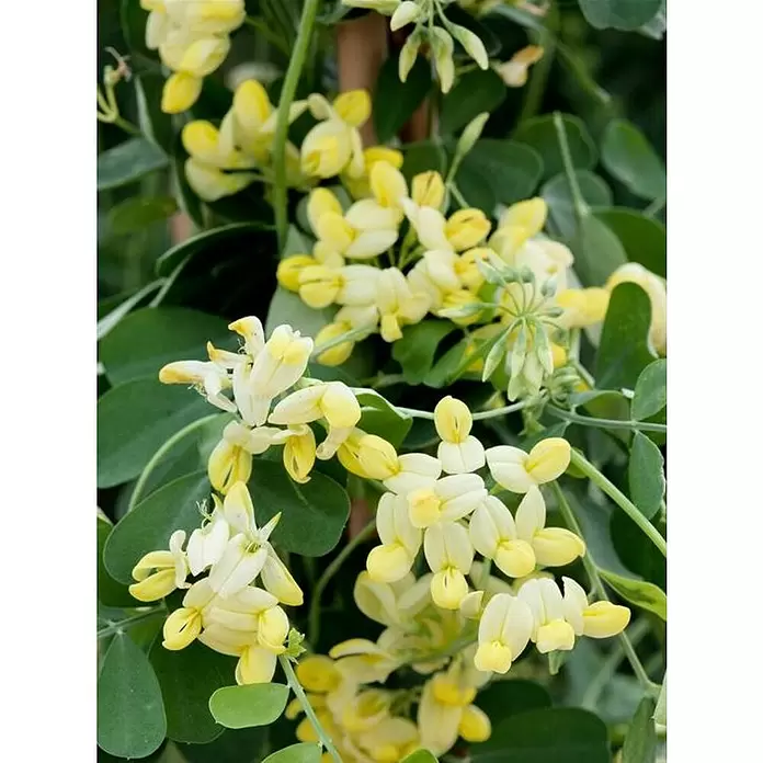 Coronilla - Coronilla Glauca, Tamaño de maceta: 5 cm - Primer plano