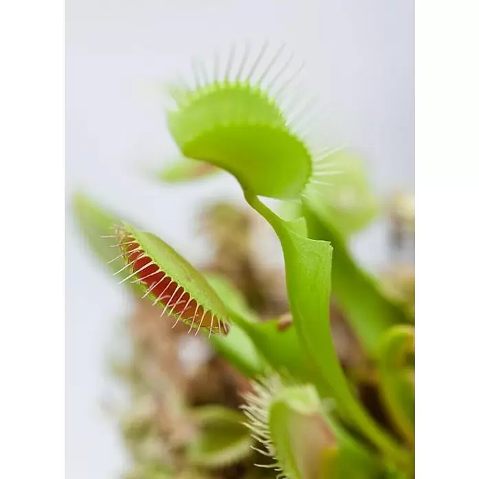 Planta carnívora - Dionaea muscipula, Tamaño de maceta: 8 cm - Primer plano