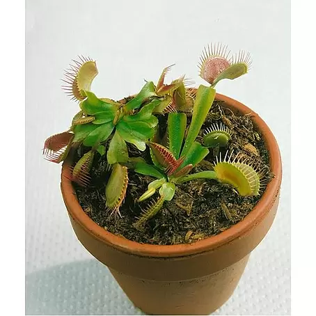Planta carnívora