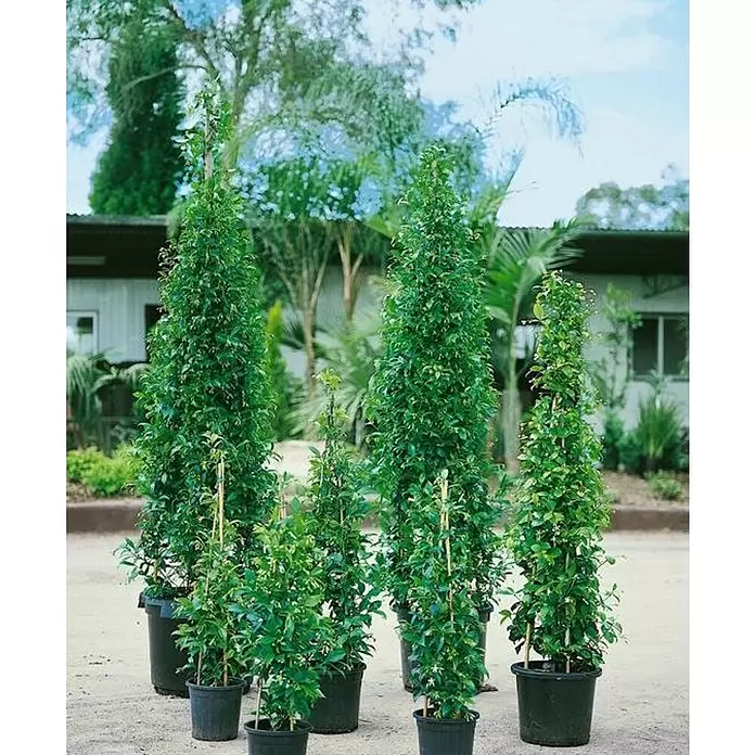 Jazmín estrellado - Trachelospermum jasminoides, Tamaño de maceta: 19 cm - Foto ambiente