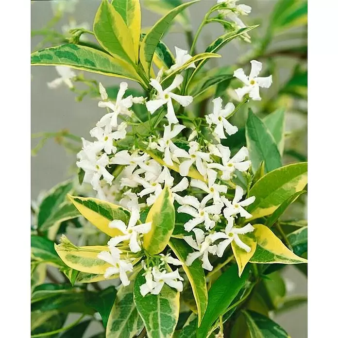 Jazmín estrellado - Trachelospermum jasminoides, Tamaño de maceta: 19 cm - Primer plano
