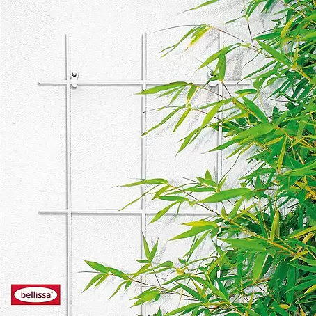 Bellissa  Wandspalier