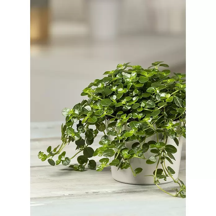 Piardino Zwergpfeffer - Pellaea rotundifolia, Topfgröße: 15 cm, Grün - Detailaufnahme