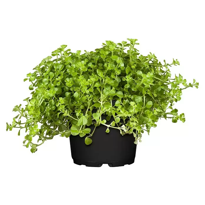 Piardino Zwergpfeffer - Pellaea rotundifolia, Topfgröße: 15 cm, Grün - Vorderansicht