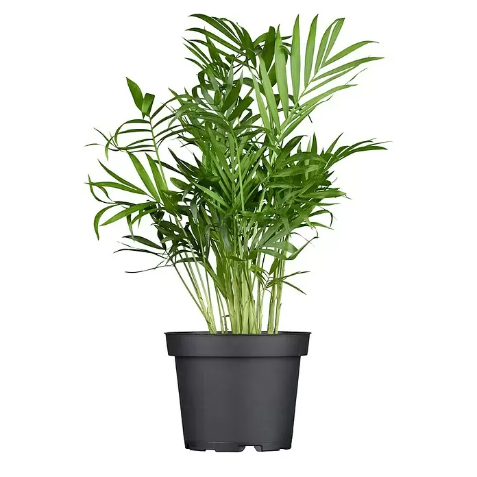 Piardino Bergpalme - Chamaedorea elegans, Topfgröße: 6 cm - Vorderansicht