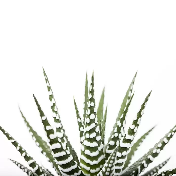 Piardino Sukkulenten - Haworthia fasciata 'Concolor', Topfgröße: 9 cm - Detailaufnahme