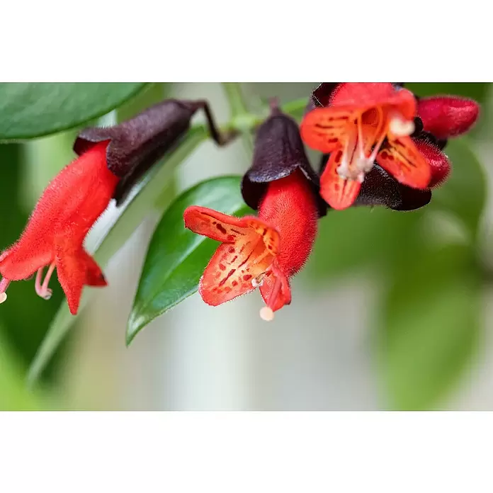 Piardino Schamblume - Aeschynanthus, Topfgröße: 15 cm - Detailaufnahme