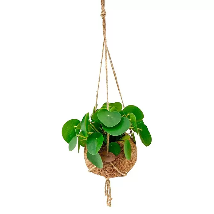 Piardino Zwergpfeffer Rosso - Pilea Rosso, Grün/Rot - Vorderansicht