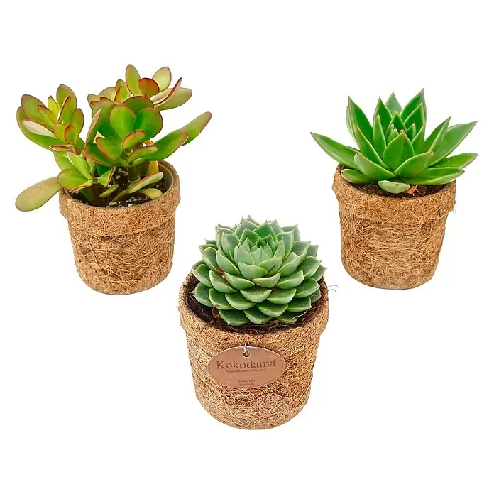 Piardino Pflanzen-Mix Kokodama - Topfgröße: 10 cm - Diagonale Ansicht