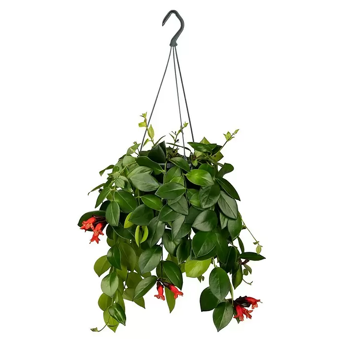 Piardino Esquinanto - Aeschynanthus, Tamaño de maceta: 15 cm - Vista frontal