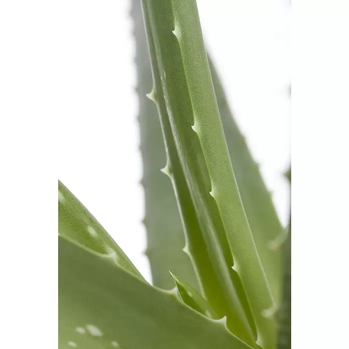 Piardino Aloe vera - Aloe vera, Topfgröße: 14 cm - Detailaufnahme