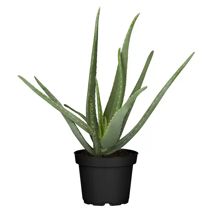 Piardino Aloe - Aloe Vera, Tamaño de maceta: 11 cm - Vista frontal