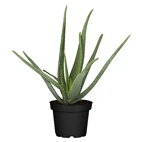 Piardino  Aloe