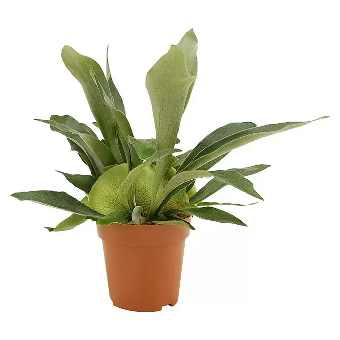 Piardino Geweihfarn - Platycerium bifurcatum, Topfgröße: 12 cm - Vorderansicht