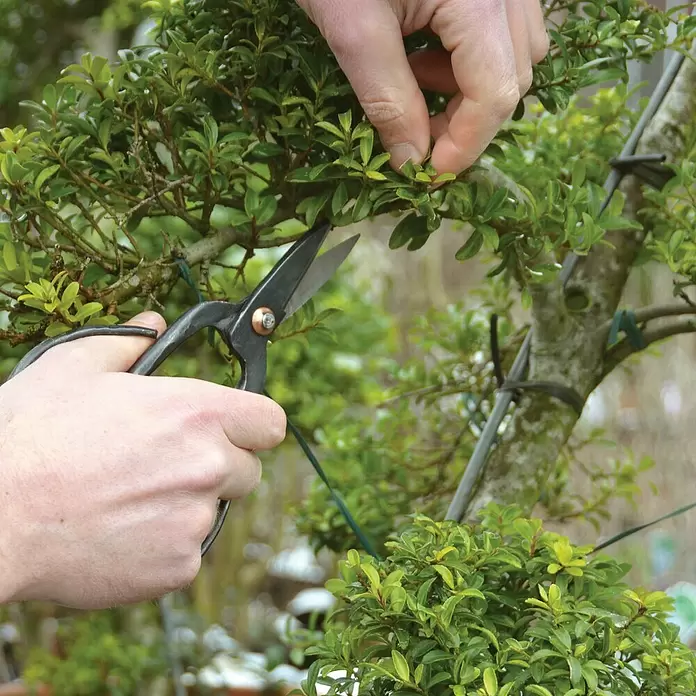 Esschert Design Bonsai škare - Čelik, Obrezivanje bonsai drveta - Proizvod u upotrebi