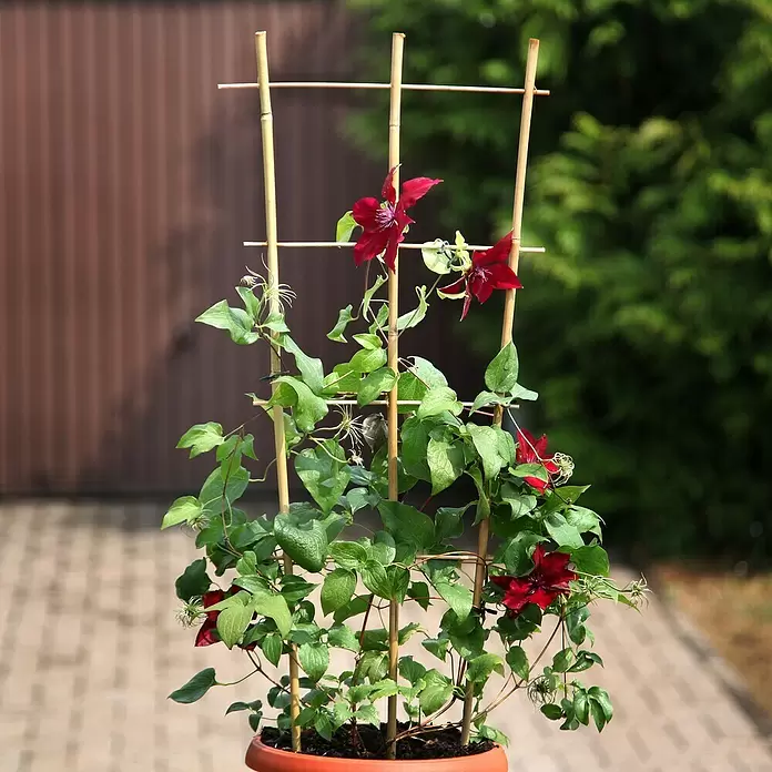 Floraworld Pflanzgitter - 43,5 x 110 cm, Holz - Stimmungsaufnahme