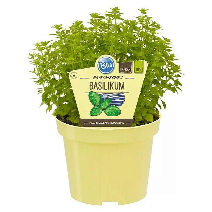 Blu Bio Griechisches Basilikum - Ocimum basilicum var. minimum, Topfgröße: 12 cm - Vorderansicht