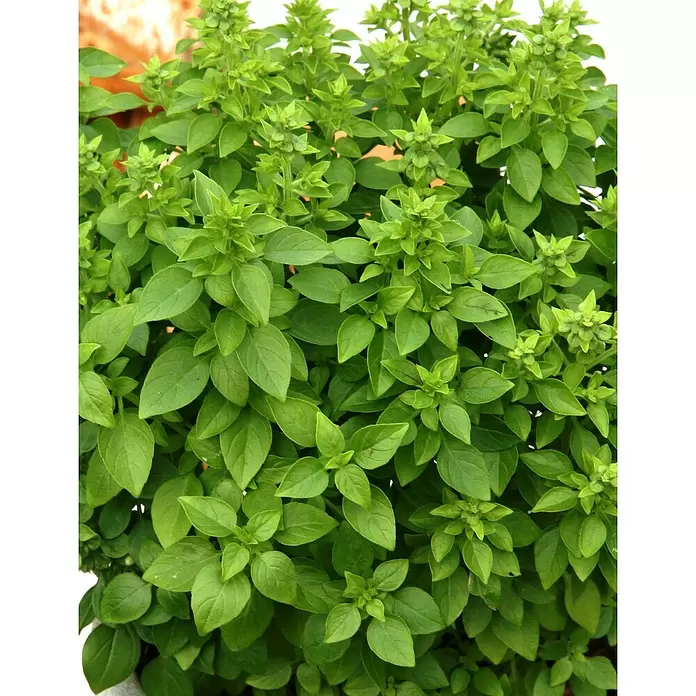 Blu Bio Griechisches Basilikum - Ocimum basilicum var. minimum, Topfgröße: 12 cm - Stimmungsaufnahme
