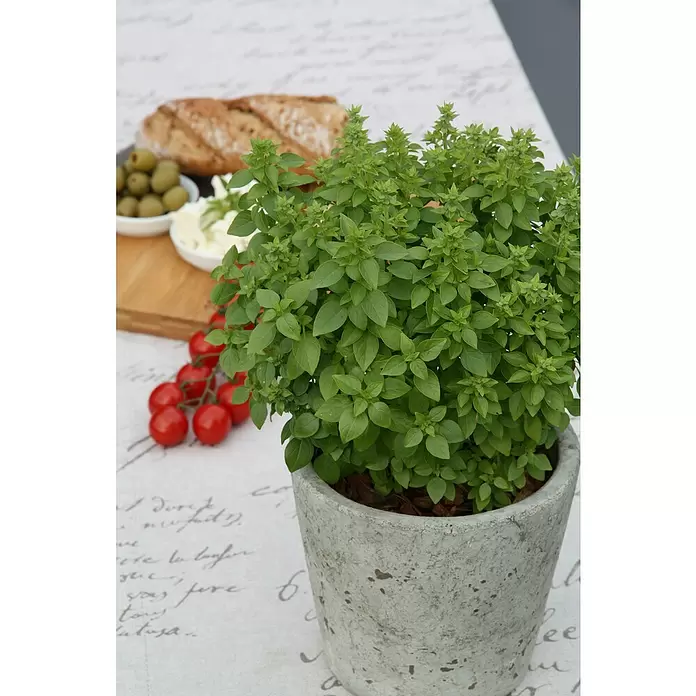Blu Bio Griechisches Basilikum - Ocimum basilicum var. minimum, Topfgröße: 12 cm - Stimmungsaufnahme