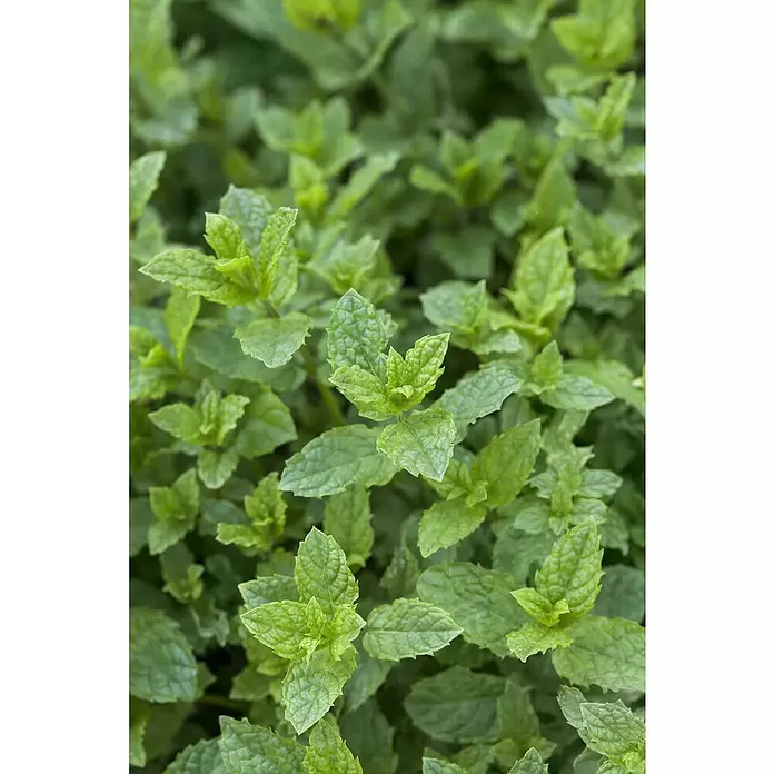 Blu Bio Minze Hugo - Mentha spicata - Stimmungsaufnahme