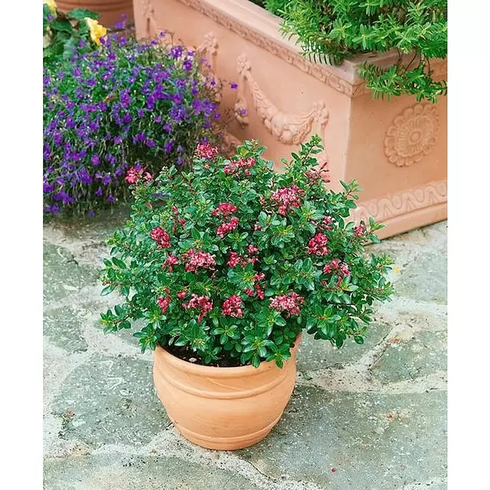 Escallonia - Escallonia 'Pink Elle', Tamaño de maceta: 3 cm - Foto ambiente