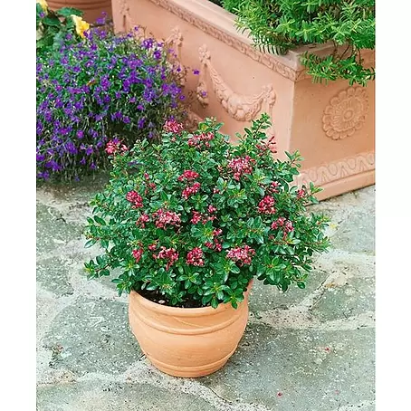 Escallonia