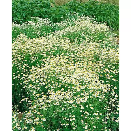 Manzanilla