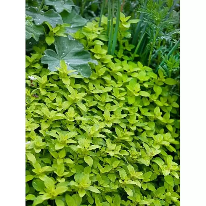 Orégano - Origanum vulgare, Tamaño de maceta: 10 cm - Foto ambiente