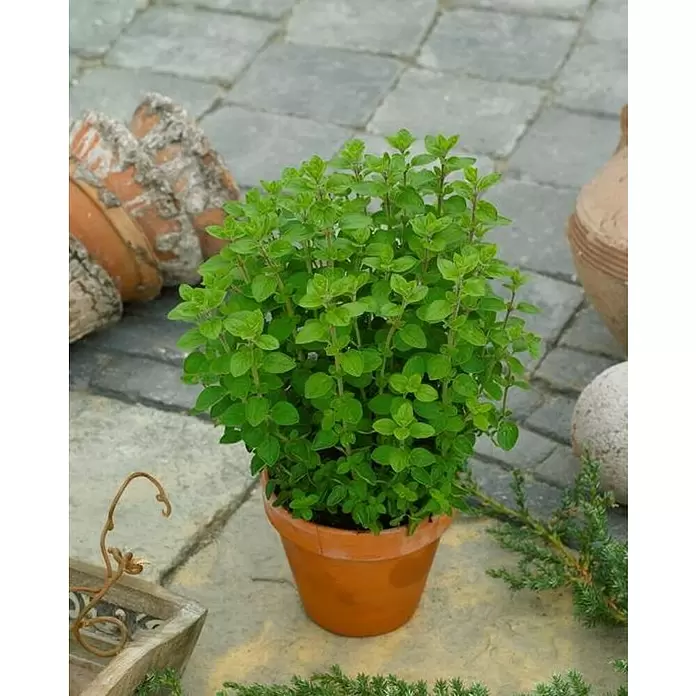 Orégano - Origanum vulgare, Tamaño de maceta: 10 cm - Foto ambiente